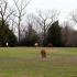 Millington Horses Evicted From Green Pastures